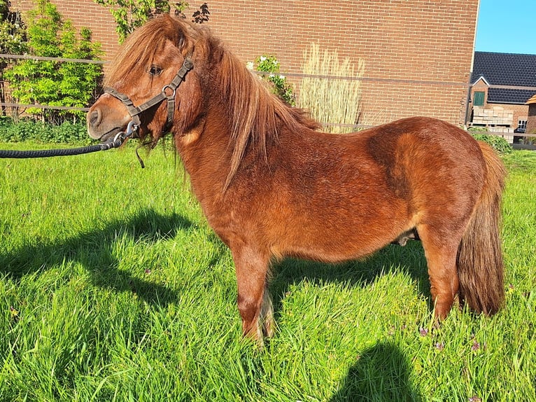 Kuce szetlandzkie Ogier 7 lat 85 cm Kasztanowata in Overloon