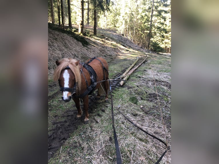 Kuce szetlandzkie Mix Ogier 8 lat 105 cm Kasztanowata in Arrach