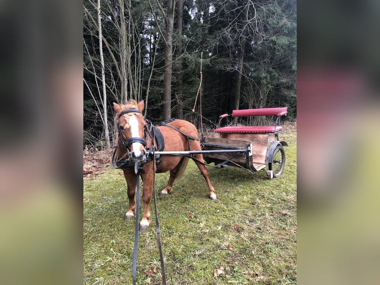 Kuce szetlandzkie Mix Ogier 8 lat 105 cm Kasztanowata in Arrach