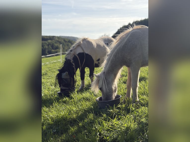 Kuce szetlandzkie Ogier 9 lat 95 cm Srokata in Melsungen
