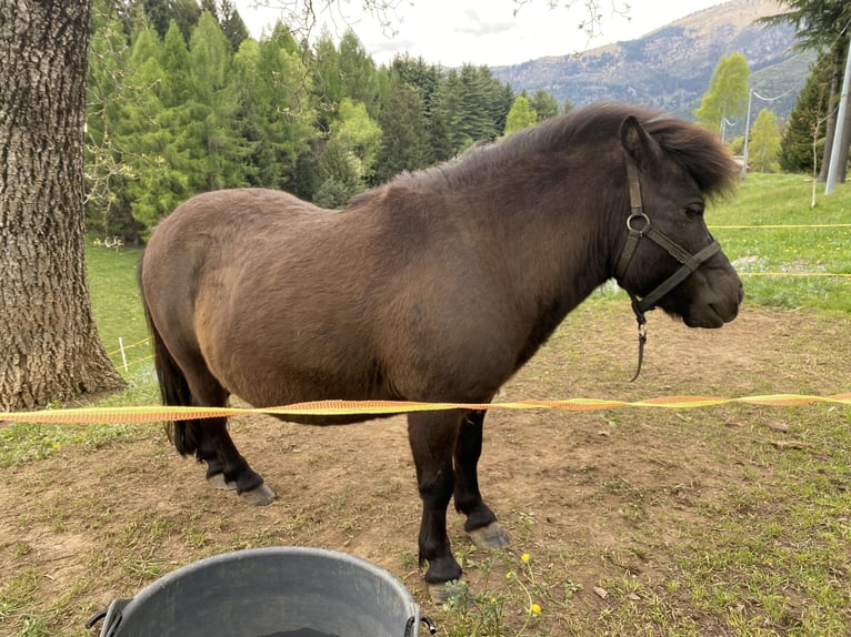 Kuce szetlandzkie Ogier Kara in Songavazzo