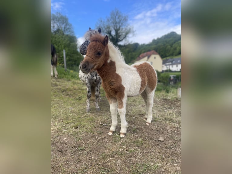 Kuce szetlandzkie Ogier Tobiano wszelkich maści in Brilon