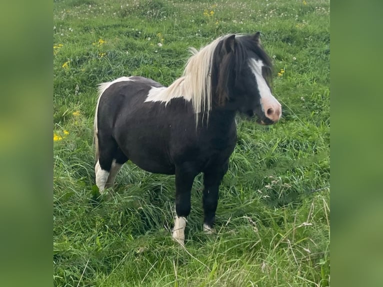 Kuce szetlandzkie Ogier Tobiano wszelkich maści in Brilon