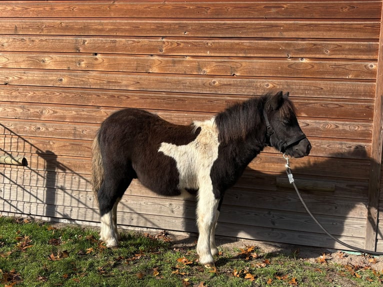 Kuce szetlandzkie Ogier Źrebak (05/2026) 100 cm Srokata in Apeldoorn