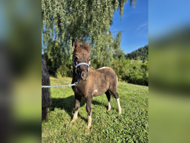 Kuce szetlandzkie Ogier Źrebak (05/2025) 100 cm Srokata in Steinen