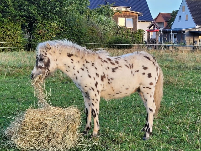 Kuce szetlandzkie Ogier Źrebak (04/2024) 100 cm Tarantowata in Wabern