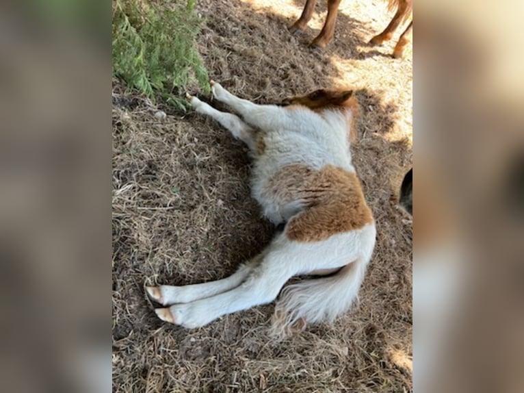 Kuce szetlandzkie Ogier  100 cm Tobiano wszelkich maści in Revigny-sur-Ornain