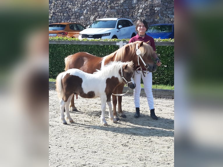 Kuce szetlandzkie Ogier Źrebak (04/2025) 103 cm Srokata in Meerane