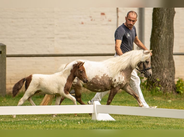 Kuce szetlandzkie Ogier Źrebak (05/2024) 103 cm Tobiano wszelkich maści in Groß Molzahn