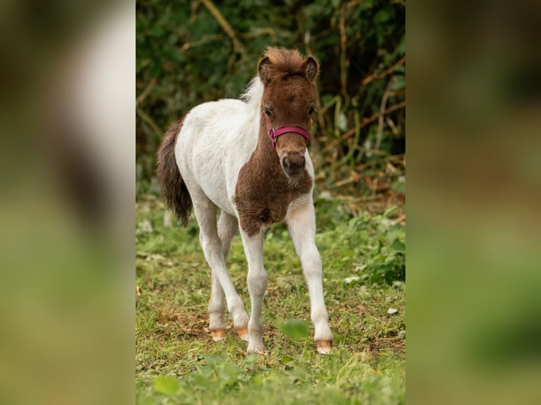 Kuce szetlandzkie Ogier Źrebak (05/2024) 103 cm Tobiano wszelkich maści in Groß Molzahn