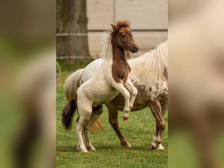 Kuce szetlandzkie Ogier Źrebak (05/2024) 103 cm Tobiano wszelkich maści in Groß Molzahn