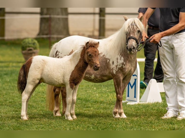 Kuce szetlandzkie Ogier Źrebak (05/2024) 103 cm Tobiano wszelkich maści in Groß Molzahn