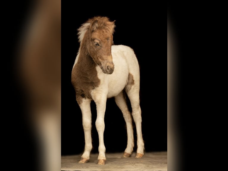 Kuce szetlandzkie Ogier Źrebak (05/2024) 103 cm Tobiano wszelkich maści in Groß Molzahn