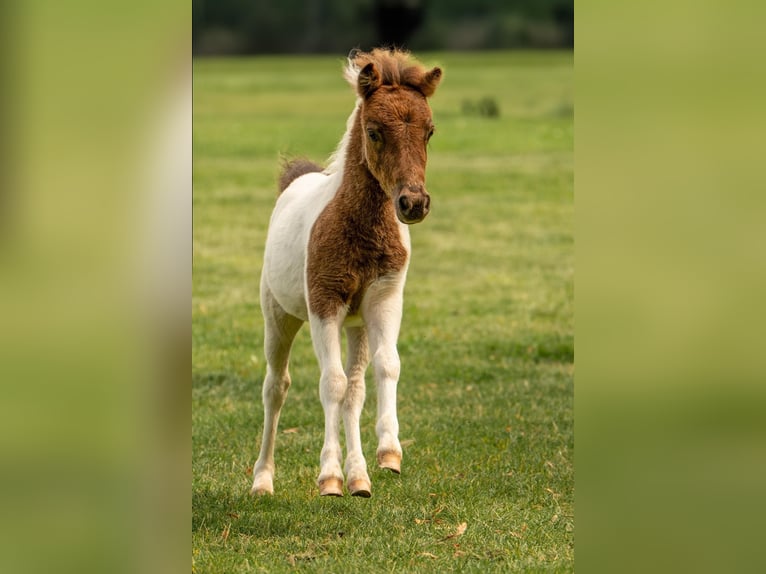 Kuce szetlandzkie Ogier Źrebak (05/2024) 103 cm Tobiano wszelkich maści in Groß Molzahn