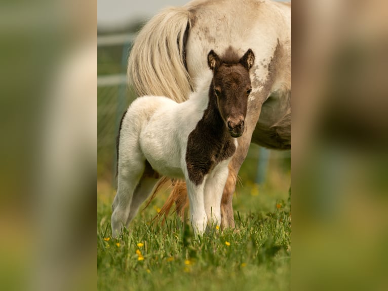 Kuce szetlandzkie Ogier Źrebak (05/2024) 103 cm Tobiano wszelkich maści in Groß Molzahn