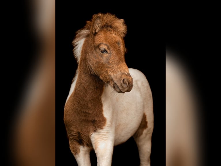 Kuce szetlandzkie Ogier Źrebak (05/2024) 103 cm Tobiano wszelkich maści in Groß Molzahn