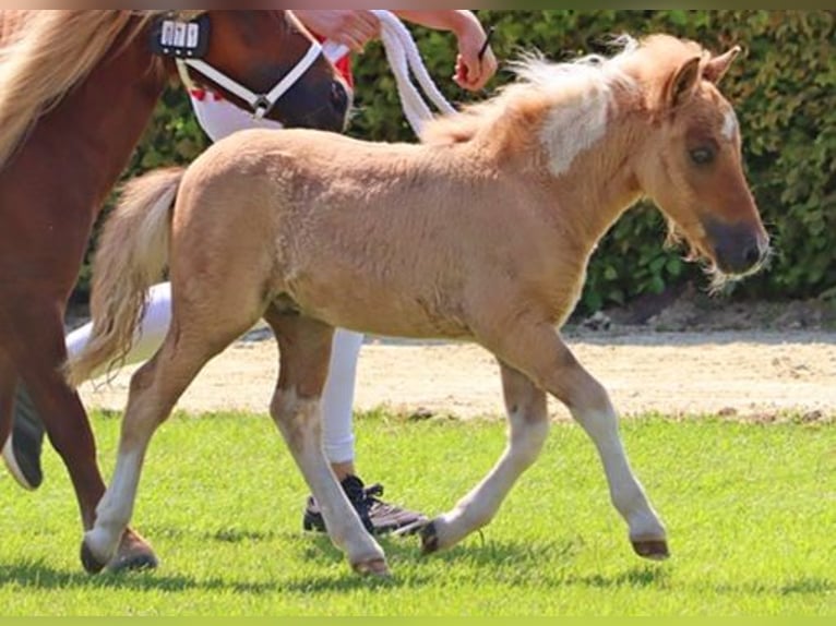 Kuce szetlandzkie Ogier Źrebak (05/2024) 104 cm Bułana in Delbrück