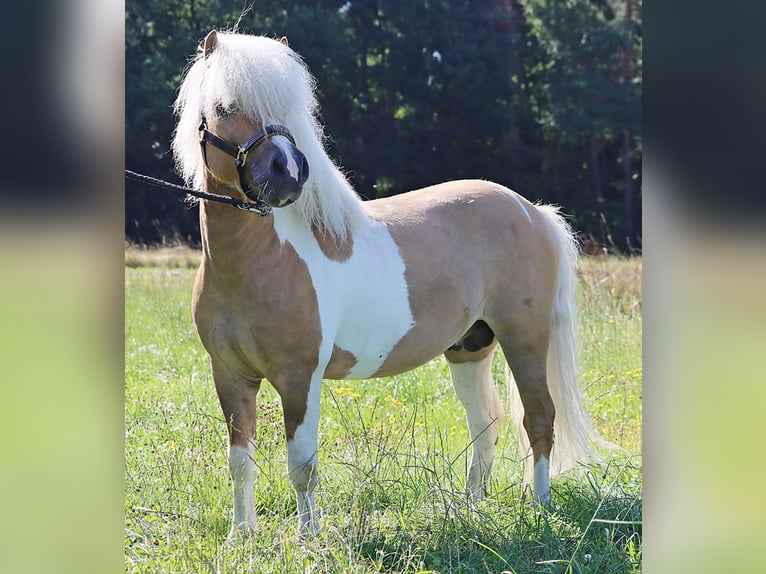 Kuce szetlandzkie Ogier Źrebak (05/2024) 104 cm Bułana in Delbrück