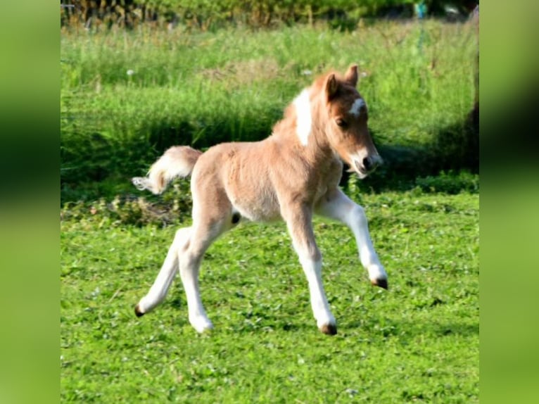 Kuce szetlandzkie Ogier Źrebak (05/2024) 104 cm Bułana in Delbrück