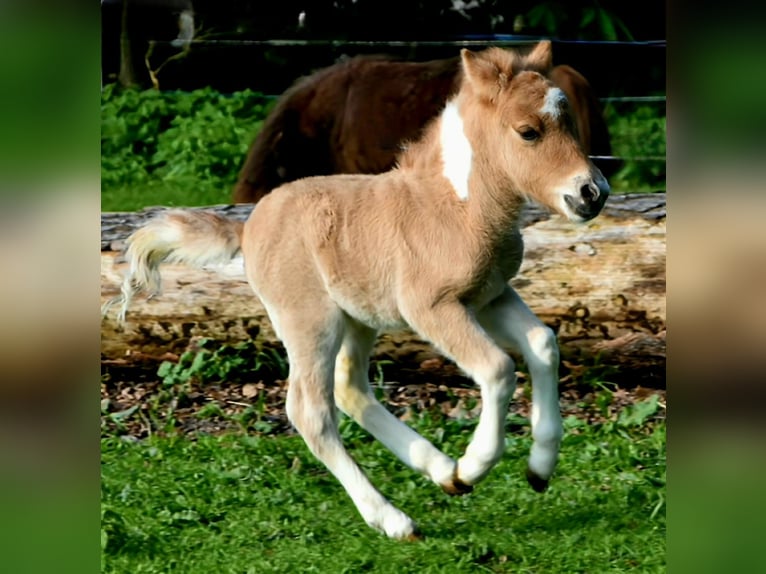 Kuce szetlandzkie Ogier Źrebak (05/2024) 104 cm Bułana in Delbrück