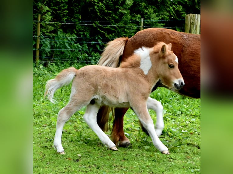 Kuce szetlandzkie Ogier Źrebak (05/2024) 104 cm Bułana in Delbrück