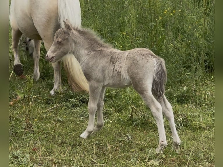 Kuce szetlandzkie Ogier Źrebak (05/2026) 104 cm Szampańska in Groß Molzahn
