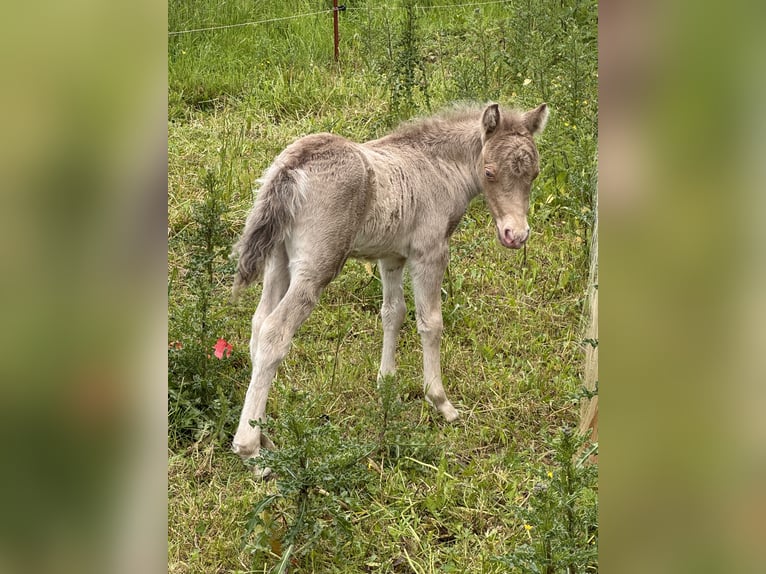 Kuce szetlandzkie Ogier Źrebak (05/2026) 104 cm Szampańska in Groß Molzahn