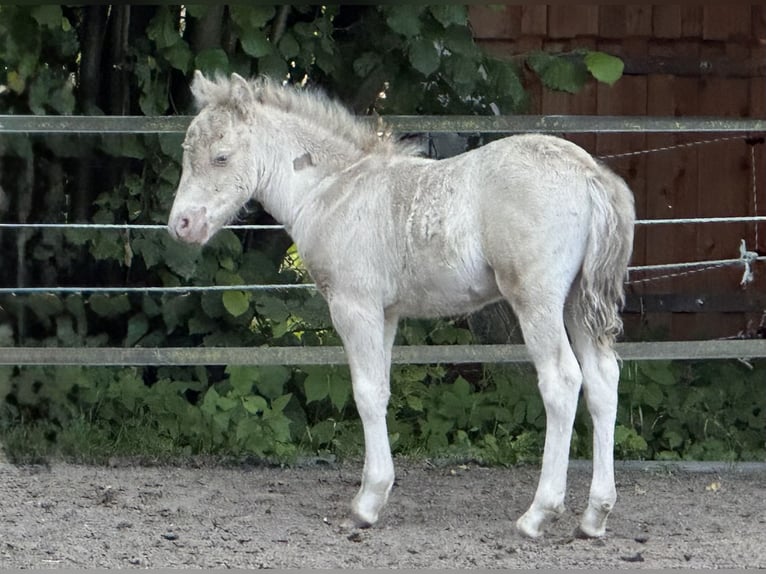 Kuce szetlandzkie Ogier Źrebak (05/2026) 104 cm Szampańska in Groß Molzahn