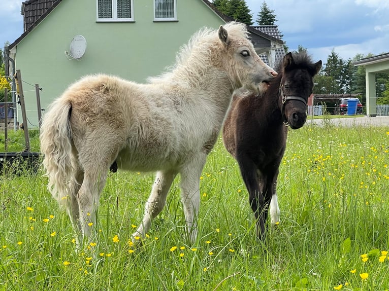 Kuce szetlandzkie Ogier Źrebak (04/2026) 105 cm Tobiano wszelkich maści in Grimmen