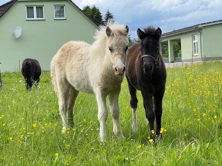 Kuce szetlandzkie Ogier Źrebak (04/2026) 105 cm Tobiano wszelkich maści in Grimmen