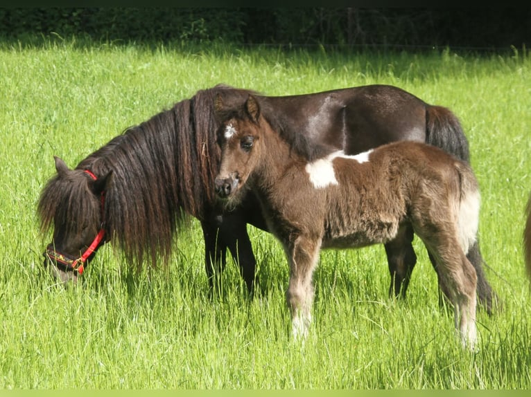 Kuce szetlandzkie Mix Ogier Źrebak (05/2026) 120 cm Srokata in Winterswijk Kotten
