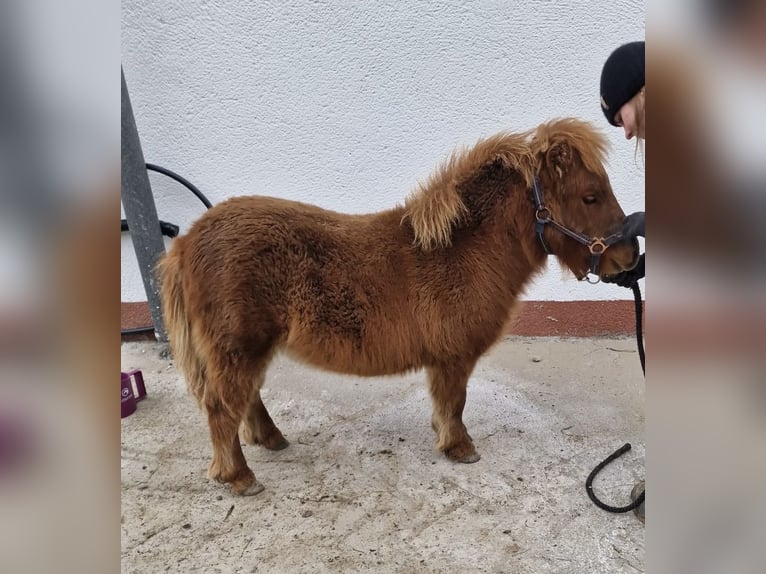 Kuce szetlandzkie Ogier Źrebak (05/2025) 60 cm Kasztanowata in Lung&#xF6;tz