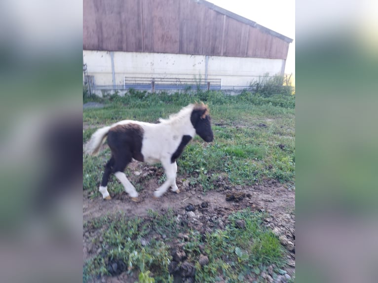 Kuce szetlandzkie Ogier Źrebak (06/2024) 90 cm in Susteren