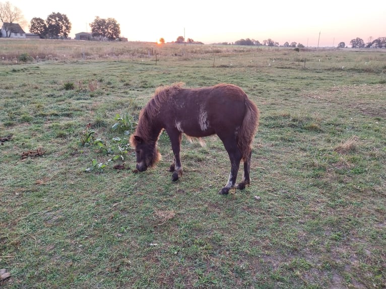 Kuce szetlandzkie Ogier Źrebak (05/2024) Kara in Rochau