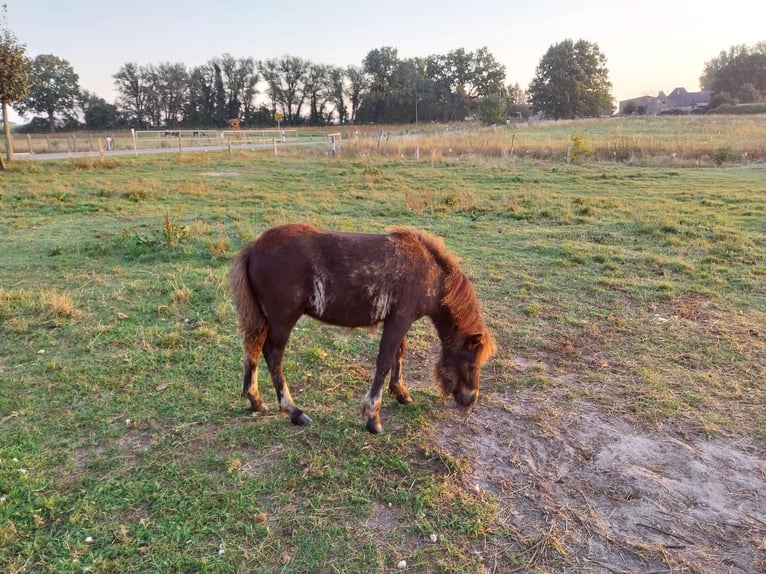 Kuce szetlandzkie Ogier Źrebak (05/2024) Kara in Rochau