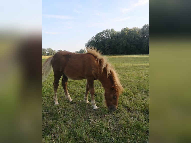 Kuce szetlandzkie Ogier Źrebak (05/2024) Kasztanowata in Wittichenau