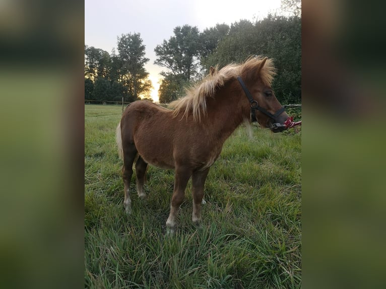 Kuce szetlandzkie Ogier Źrebak (05/2024) Kasztanowata in Wittichenau