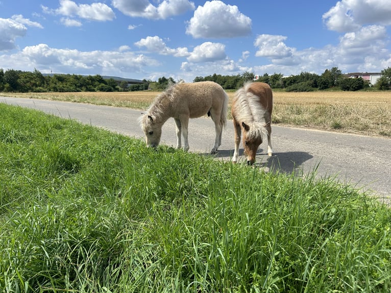 Kuce szetlandzkie Ogier  in Friedberg