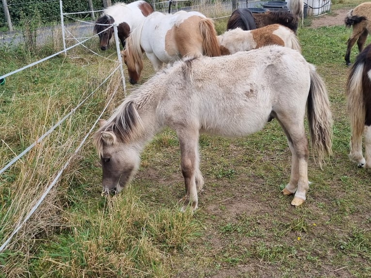 Kuce szetlandzkie Ogier Źrebak (04/2024) in Hörselberg-Hainich