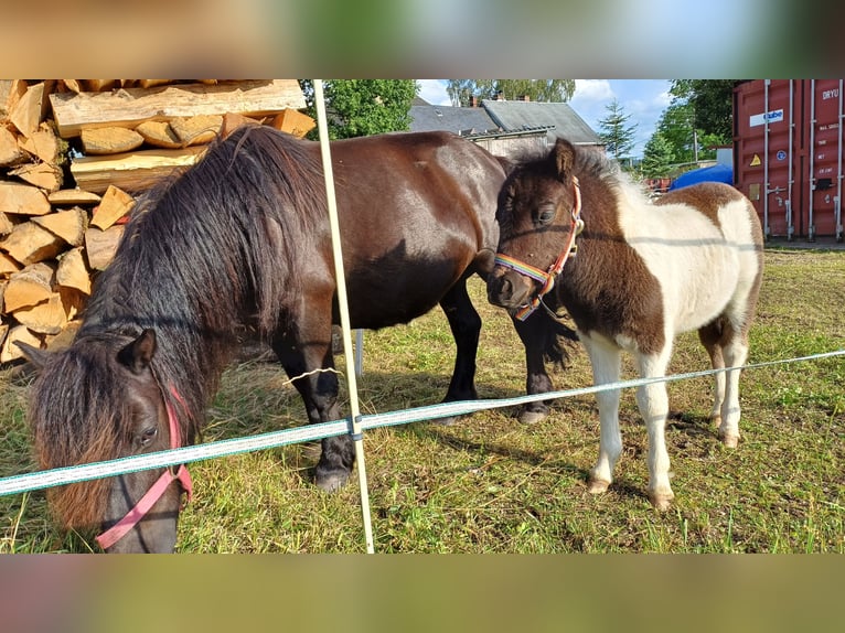 Kuce szetlandzkie Ogier Źrebak (05/2024) Srokata in Schönheide