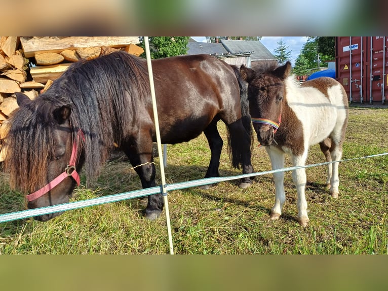 Kuce szetlandzkie Ogier Źrebak (05/2024) Srokata in Schönheide