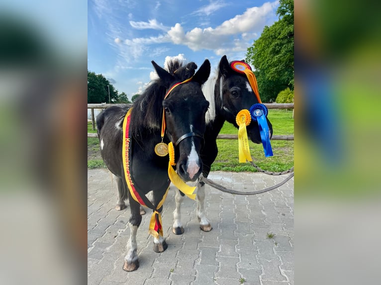 Kuce szetlandzkie Wałach 10 lat 109 cm Srokata in HALLE