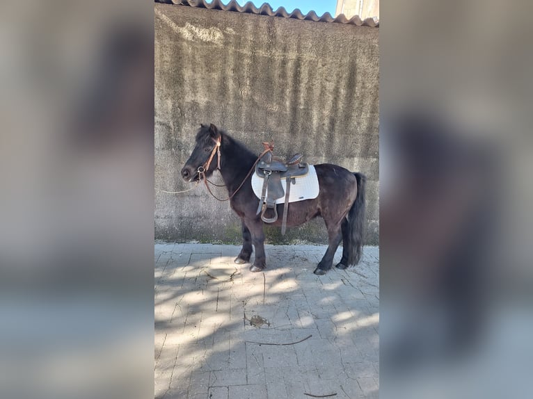 Kuce szetlandzkie Wałach 10 lat 110 cm Kara in Solarino