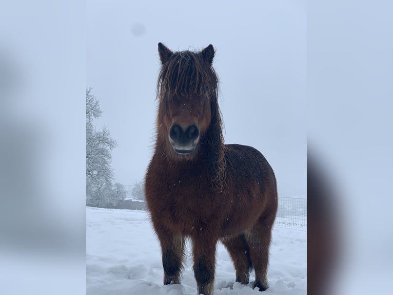 Kuce szetlandzkie Wałach 10 lat 85 cm Gniada in Hartkirchen