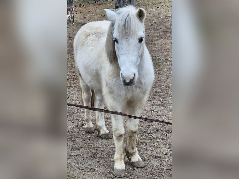 Kuce szetlandzkie Wałach 10 lat Srokata in Gänserndorf