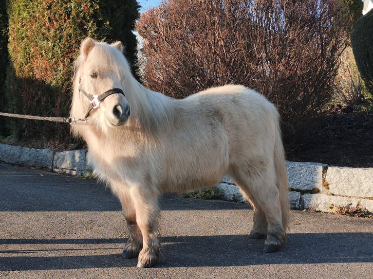Kuce szetlandzkie Wałach 11 lat 86 cm Izabelowata in Schemmerhofen