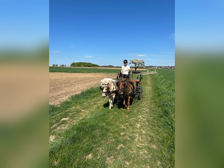 Kuce szetlandzkie Wałach 12 lat 100 cm Ciemnokasztanowata in Edermünde