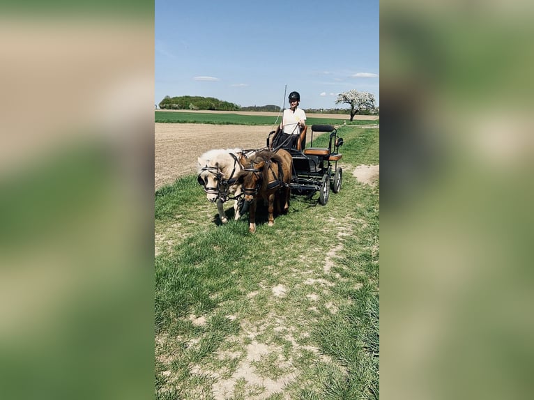 Kuce szetlandzkie Wałach 12 lat 100 cm Ciemnokasztanowata in Edermünde