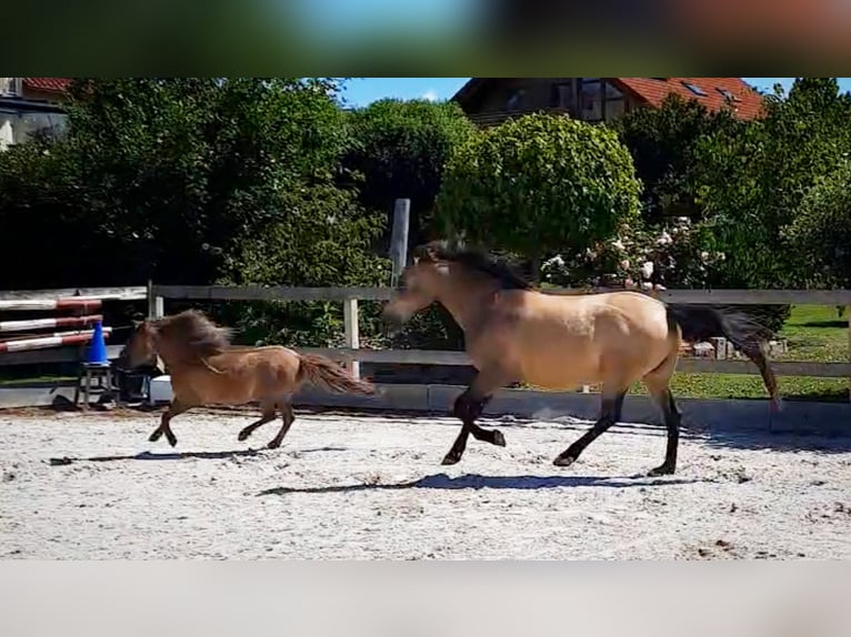Kuce szetlandzkie Wałach 12 lat 100 cm Ciemnokasztanowata in Edermünde