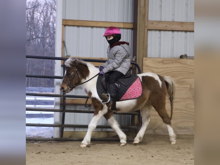 Kuce szetlandzkie Wałach 12 lat 102 cm Srokata in Howell